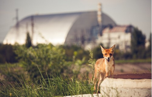 Фото, Дводенна екскурсія в Чорнобиль