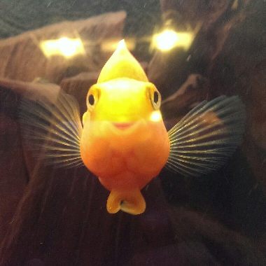 Наталья Аверьянова 